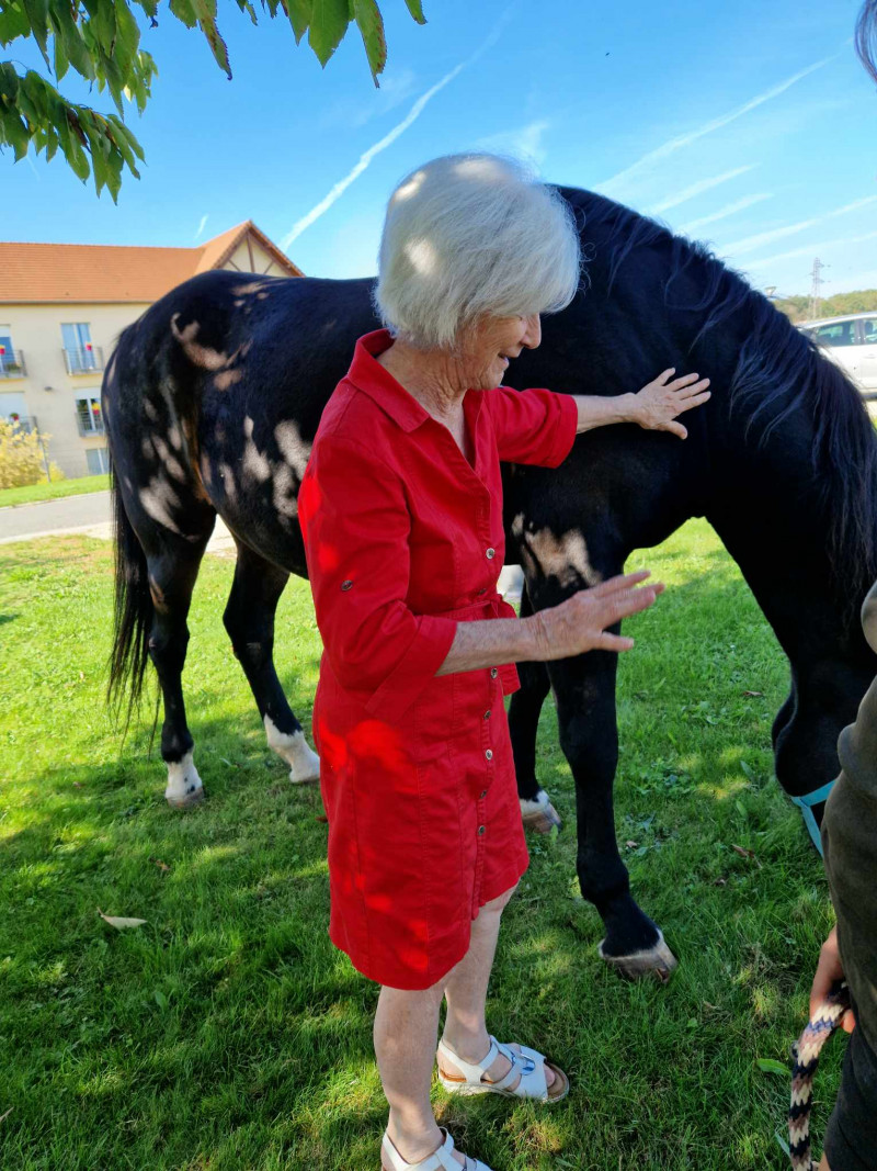 Rencontre avec les Chevaux de la Résidence