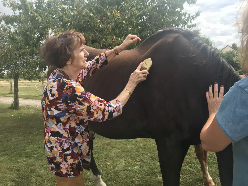 Rencontre avec les chevaux