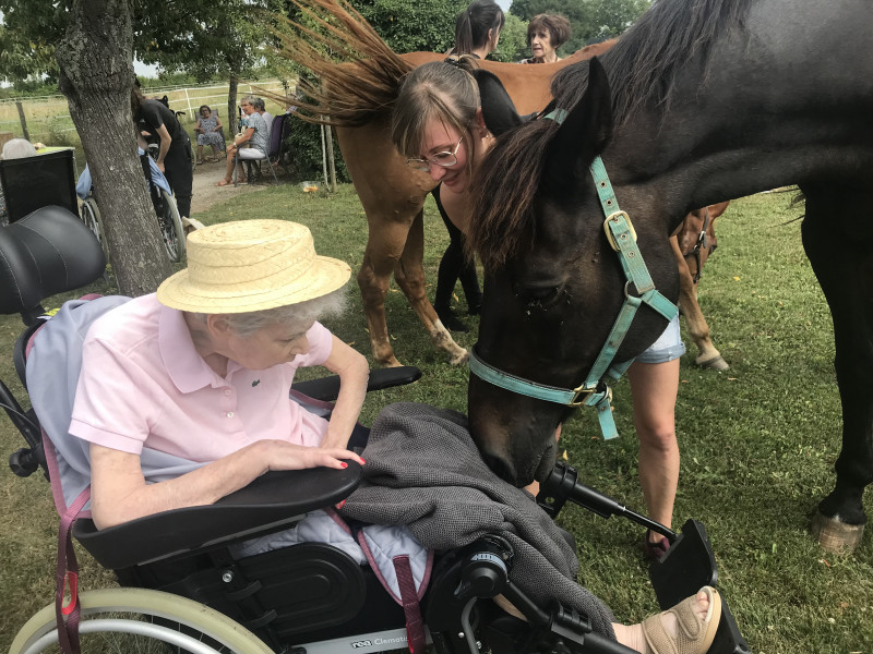 Rencontre avec les chevaux