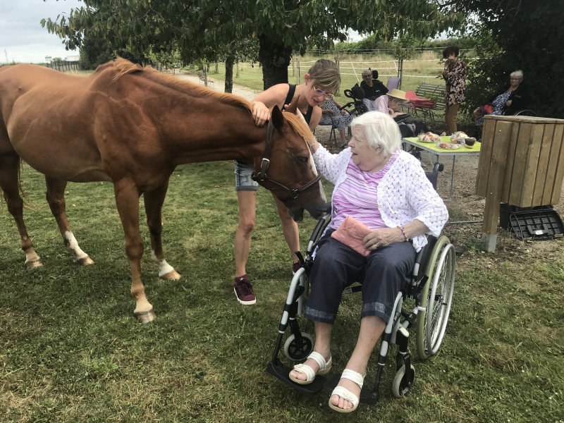 Rencontre avec les chevaux